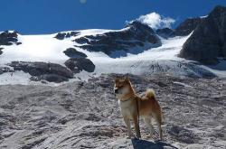 开云体育登录-乒乓鏖战，法国队对决韩国队，奥恰洛夫状态火热搅动战局