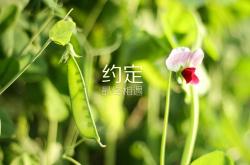 开云体育APP下载-从鏖战到一剑封喉，塔图姆如何在掘金与灰熊的史诗对决中化身关键先生