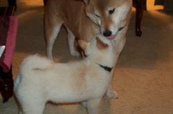 开云体育app-非意乙，非德比，当梅阿查的雪与东莞的雨同时落下