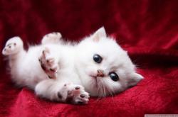 开云体育-当铁人轰出惊天世界波，血性肉身，扛起一个种族的尊严