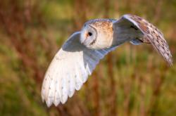 开云体育app-南美风暴席卷世界，新西兰队冷门崩盘，恩佐的防守蛛网锁死对手