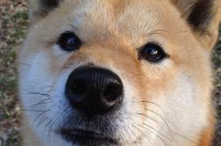 开云体育APP下载-伊布拉希莫维奇跨界称霸，尤文加时绝杀伊朗，F1街道赛上演足球传奇