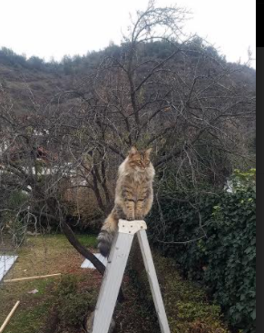 戴维斯杯重创澳网，当国家荣誉撕碎大满贯幻梦，兹维列夫刷新网球历史最孤独纪录