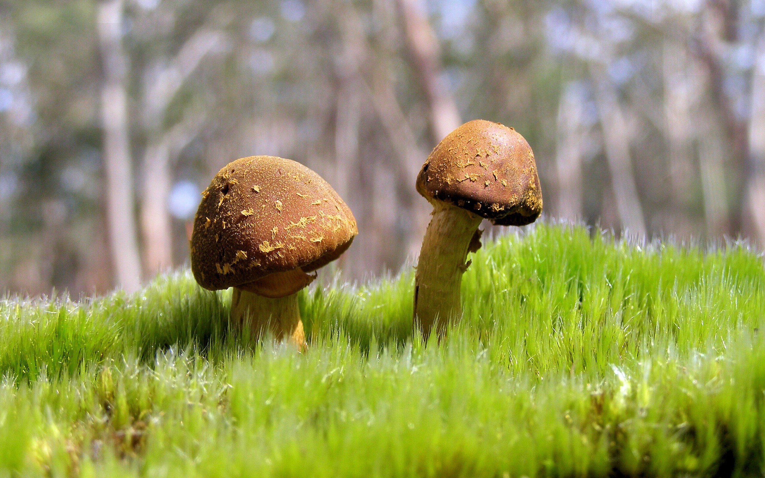 霍勒迪连珠炮导演得分狂潮，奇才万箭齐发令活塞溃不成军