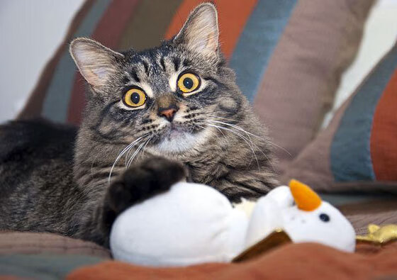 破局，从绿茵场到地缘棋盘—阿尔瓦雷斯的灵感与摩洛哥的封锁