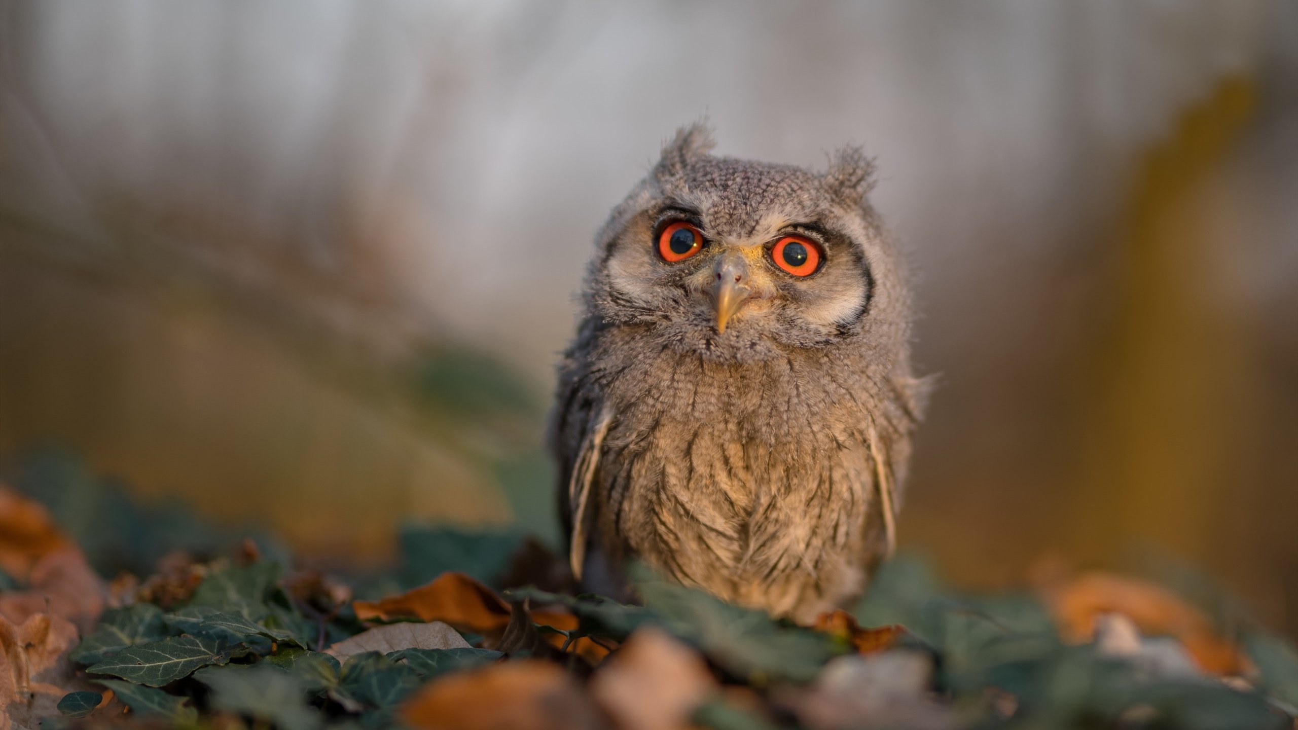 约基奇狂砍40+三双统治赛场，火箭队终结山西队连胜彰显实力