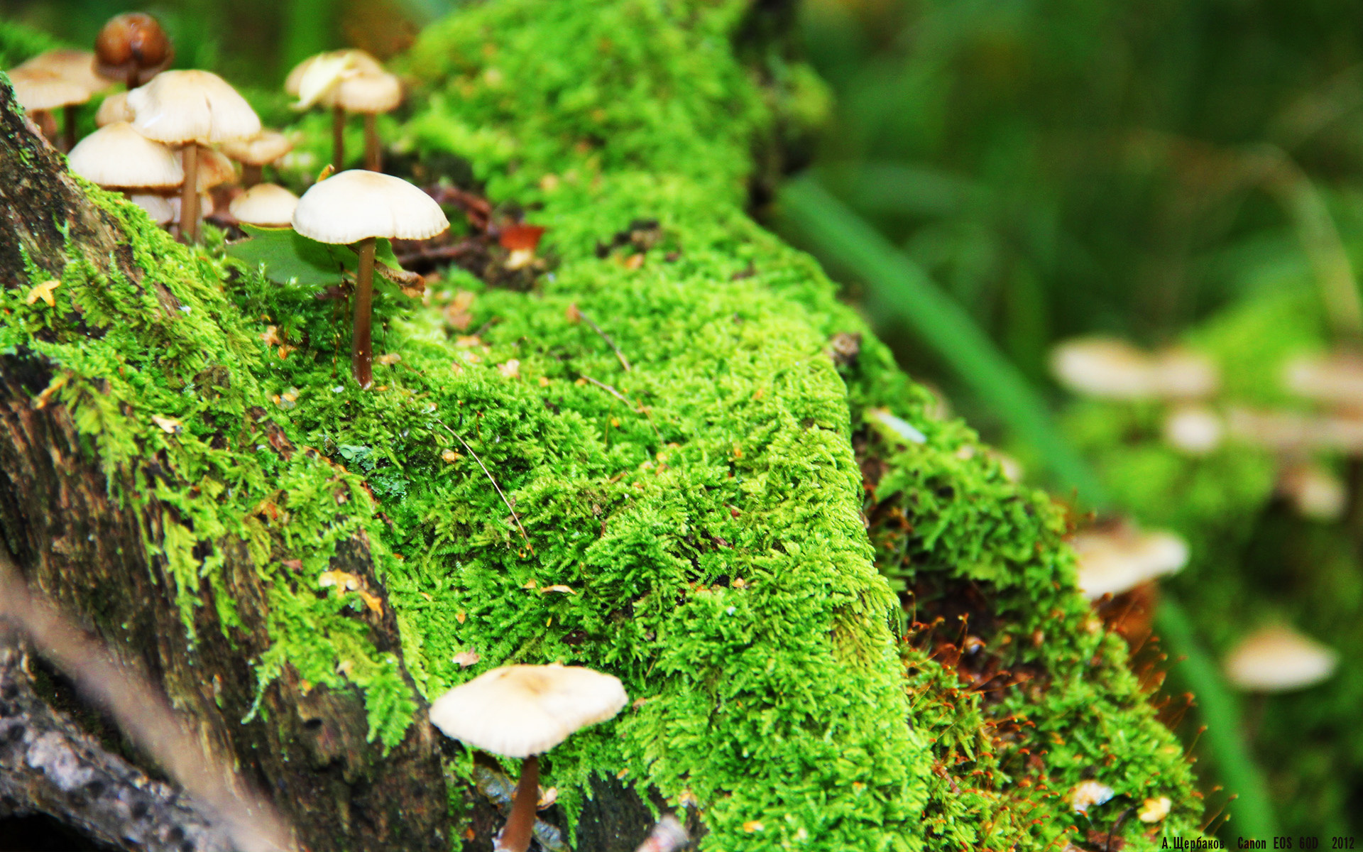 意甲焦点战,篮球巨星利拉德上演跨界帽子戏法,世界体育史今夜无眠