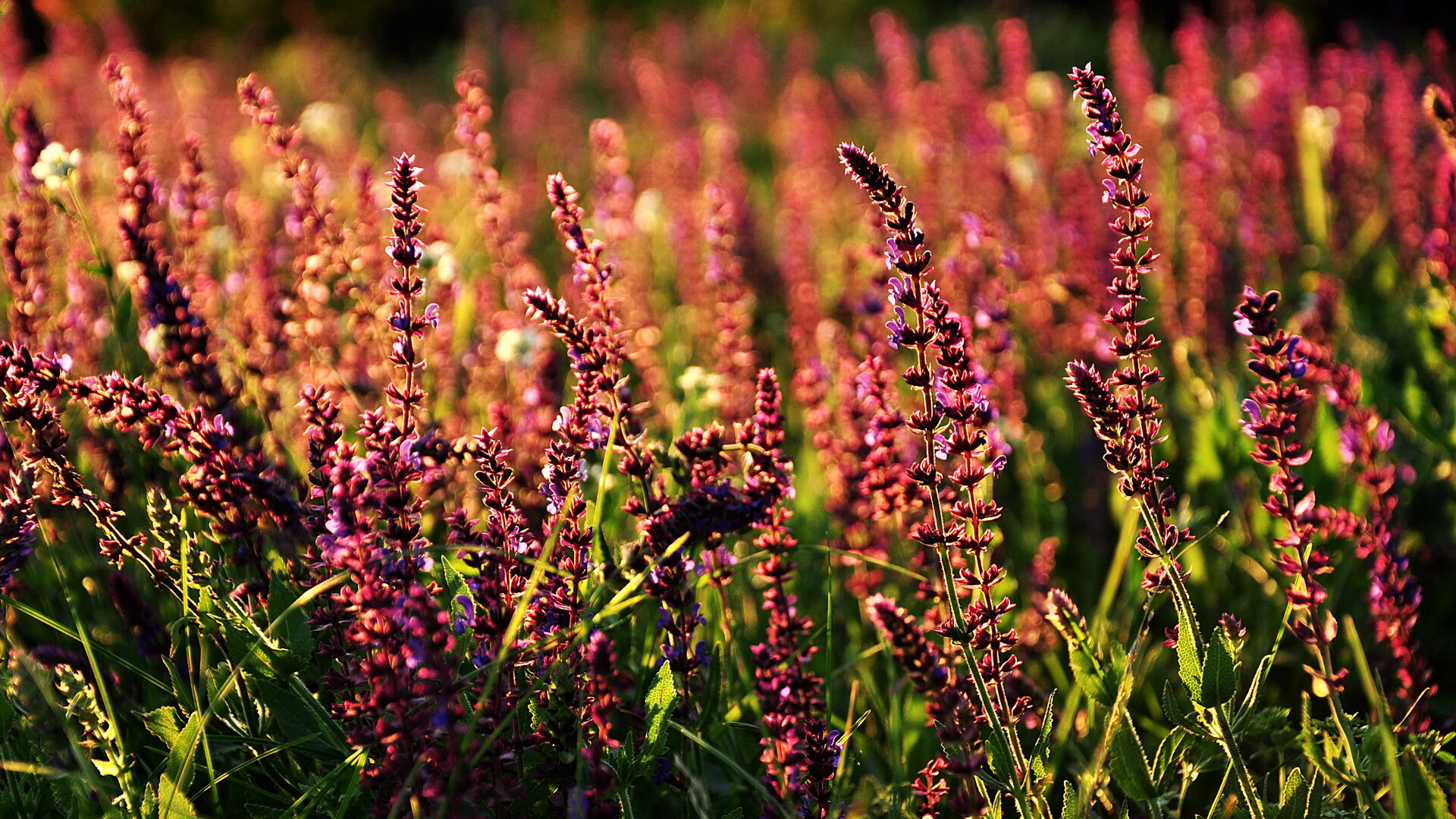 爱德华兹的荣耀之夜，世界排名争夺战中的不手软表现