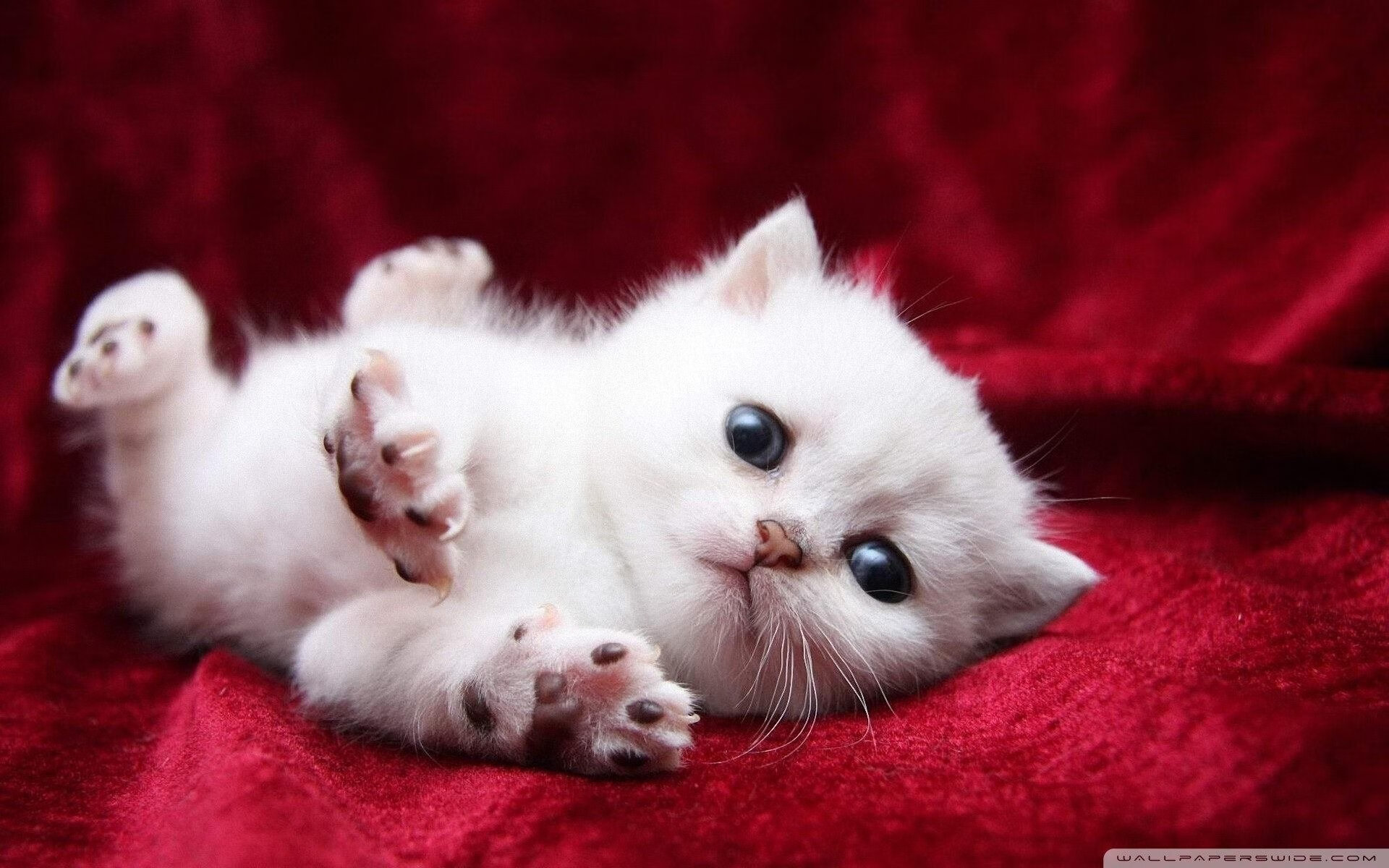 当铁人轰出惊天世界波，血性肉身，扛起一个种族的尊严