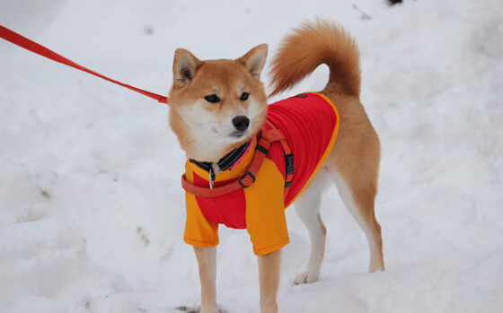 一锤定音!英格拉姆单骑闯关破迷雾,活塞奇兵一节击溃北京防线