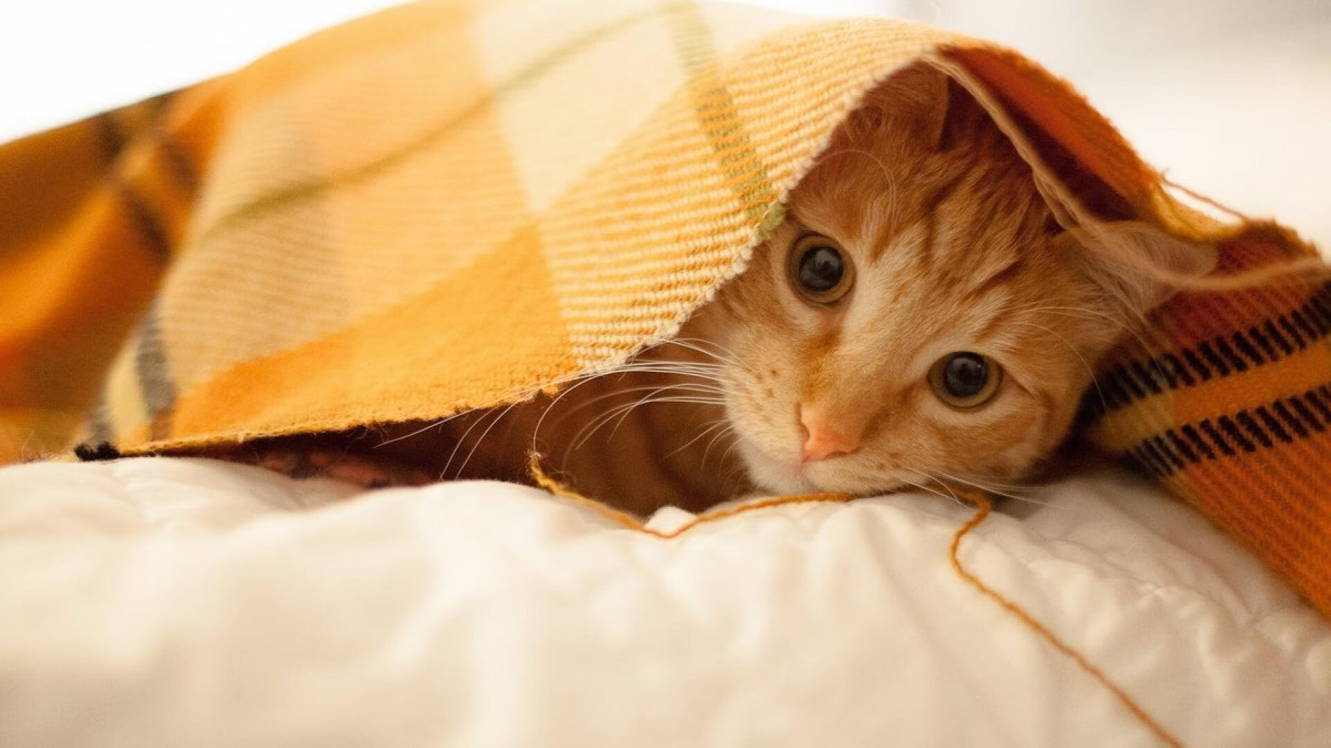 时空冠军杯,厄瓜多尔轻取马里,萨内跨维度接管东决关键战