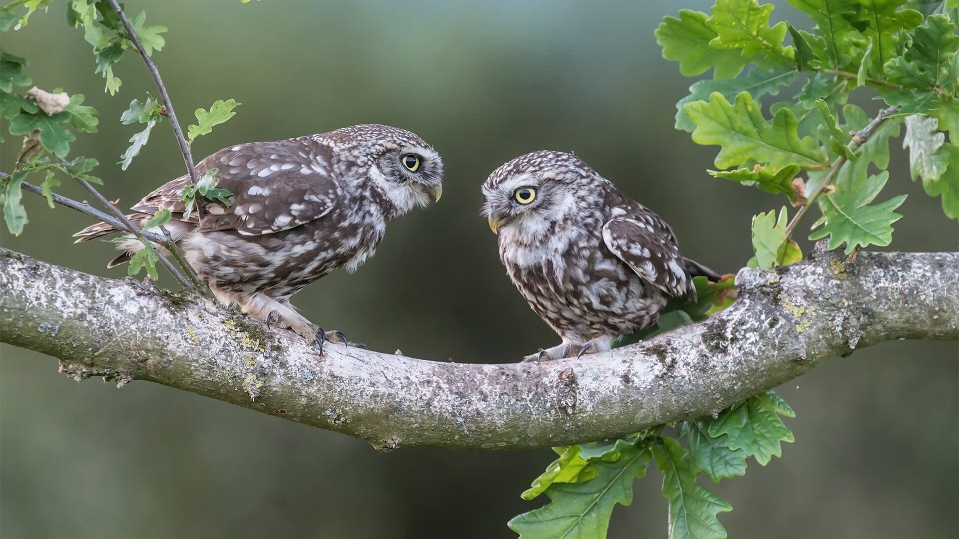 迪亚斯的光芒,一束照亮雷恩胜利之路的陷阱之光