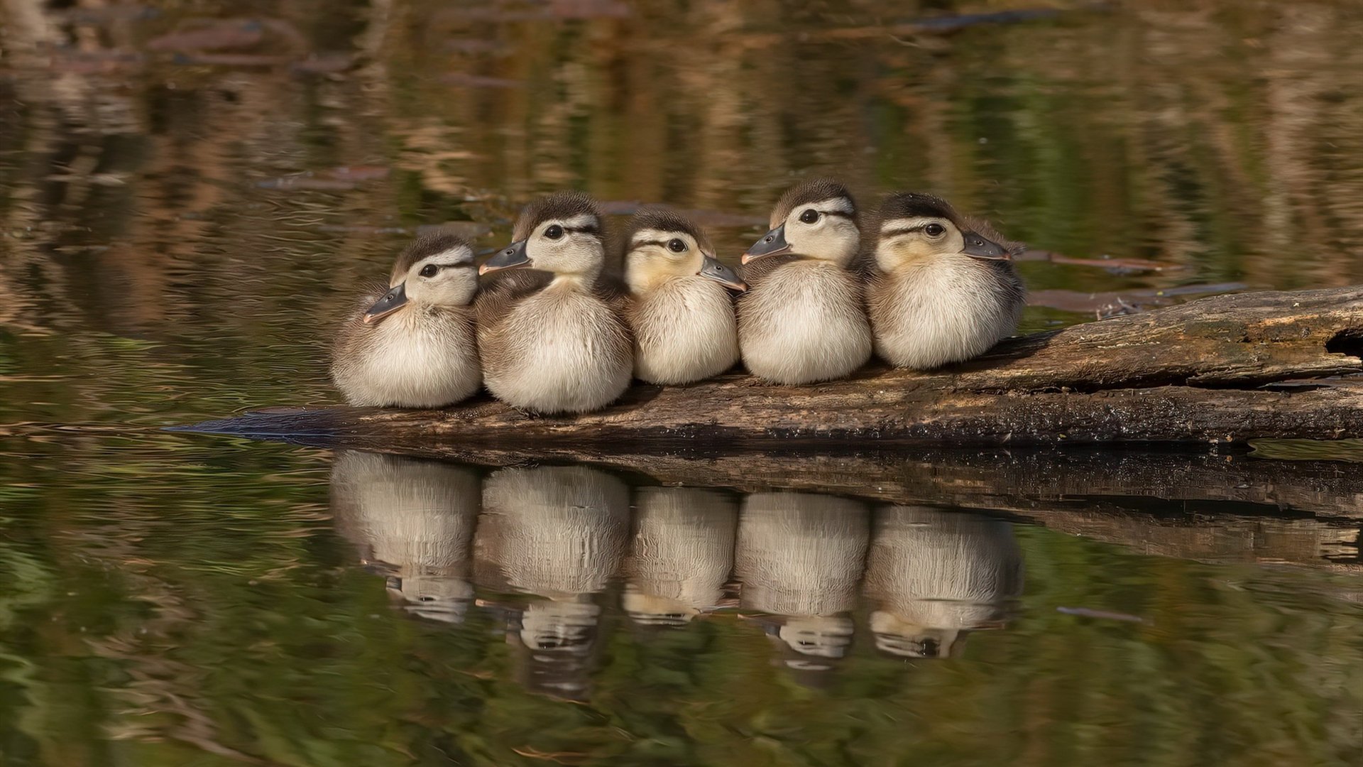 审判时刻！德罗赞末节冷血一投击碎黄蜂，用实力撕掉所有质疑标签