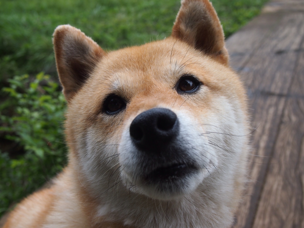 狼群中，他是最锋利的那颗狼牙—奥斯梅恩连续出鞘，划破英超争冠之夜