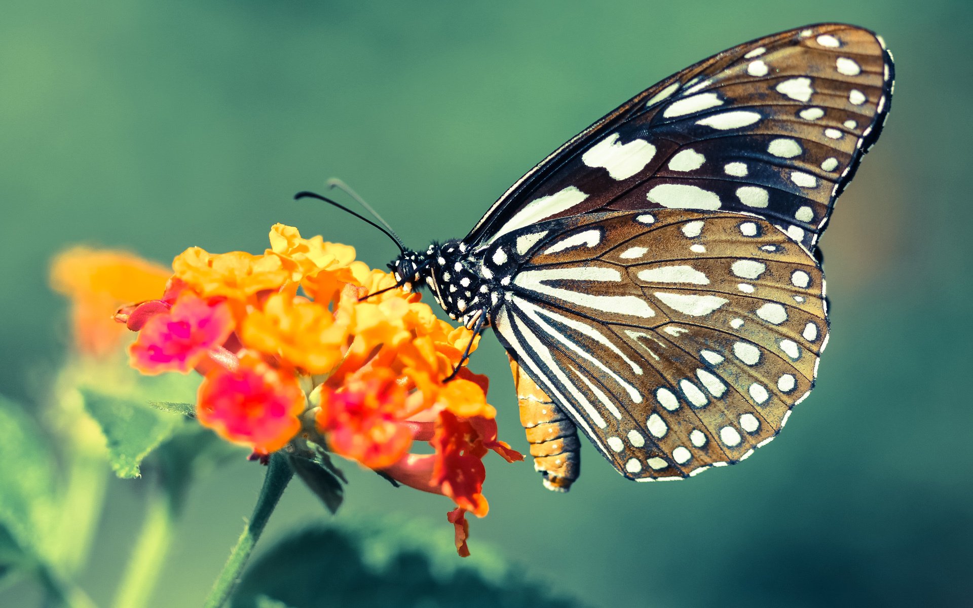 青春风暴收割胜利！莫兰特缺席下的灰熊，如何靠米切尔关键先生表现击穿深圳？
