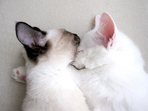 胜利的共鸣,挪威险胜伊朗,莱万半决赛主宰