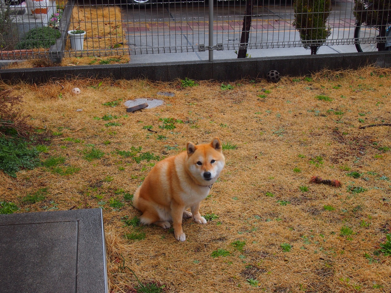 鹈鹕的蓝色狂潮，拉梅洛率队狂胜浙江，诠释何为关键先生