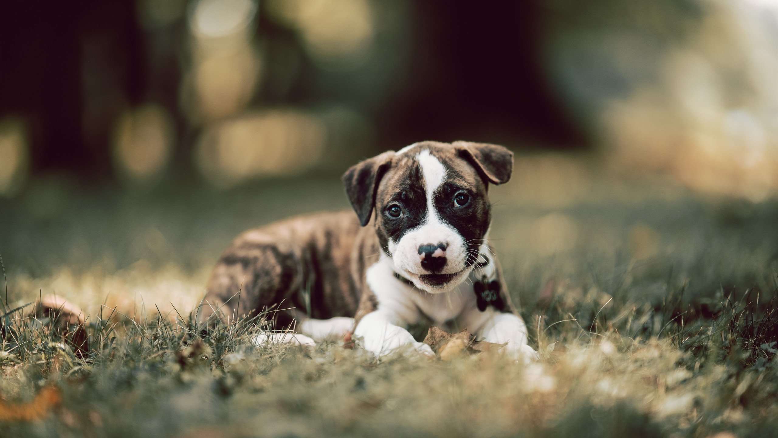 史诗纪录的独幕与无形掌控的剧本,当戈贝尔的生涯之夜撞上国王的节奏洪流