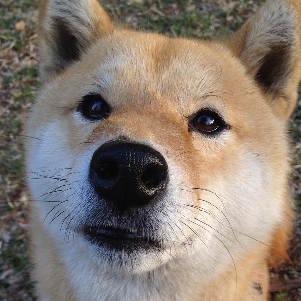 伊布拉希莫维奇跨界称霸,尤文加时绝杀伊朗,F1街道赛上演足球传奇