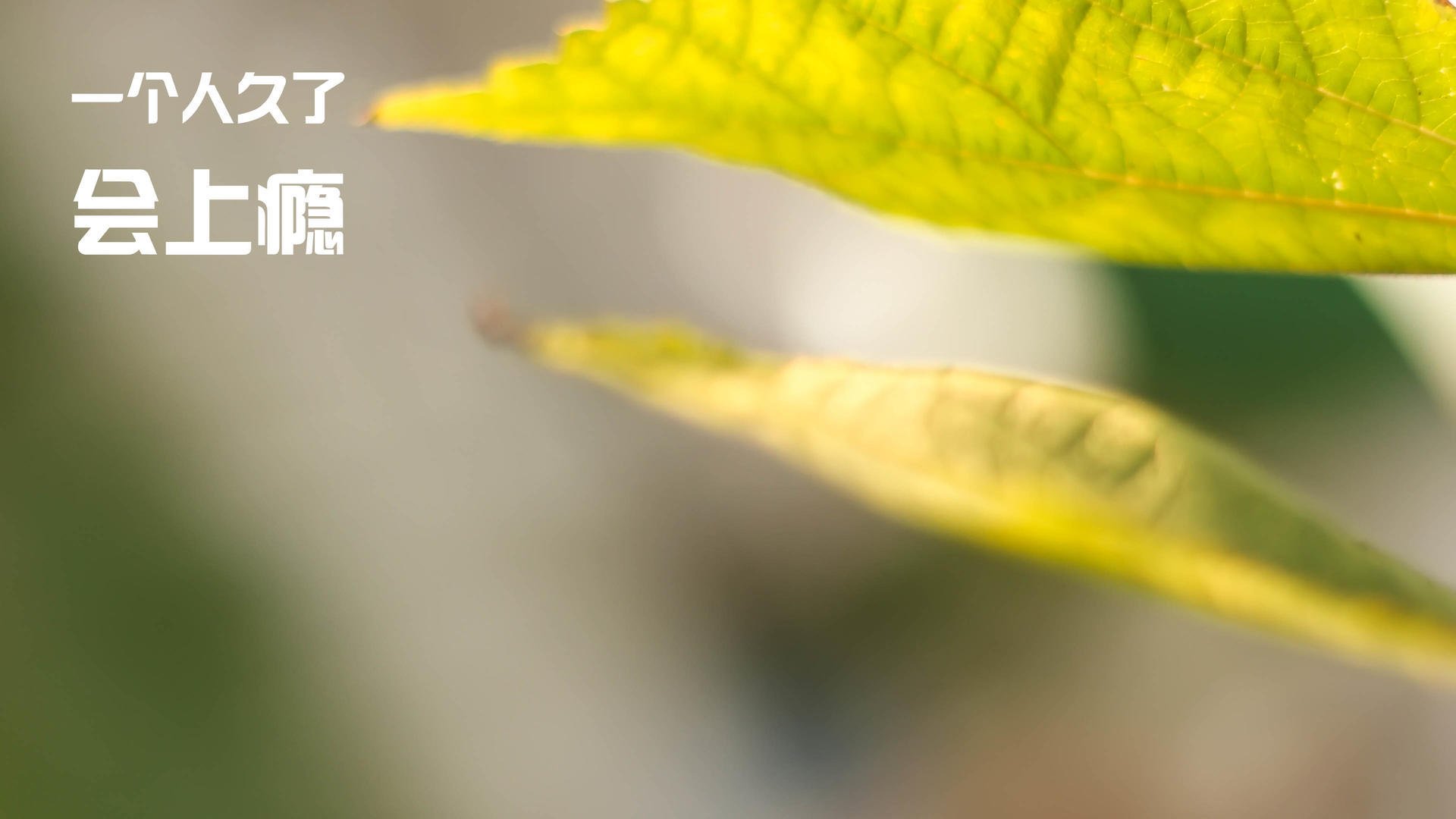 NBA季后赛之夜，克瓦拉茨赫利亚用球场麦迪逊上演了最华丽的跨界压制